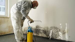 mould removal